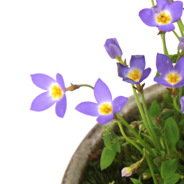 _gardening　ガーデニング　山野草　テラリウム　ヒナソウ　20150324　sanya_hachi_gar　植物　植物生体　ガーデニング生体　育て方　育成方法　栽培方法　090list　bnr_hrgmgr　opa2_delete　...