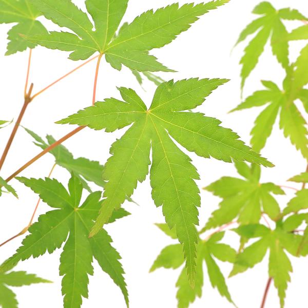 kotenplant　_gardening　観葉植物　苗　鉢植え　ポット　ガーデニング生体　育て方　育成方法　栽培方法　管理方法　植物　植物生体　植木　種類　剪定　園芸　山野草　モミジ　紅葉　椛　イロハモミジ　色葉もみじ　苗木　カエデ　楓　...