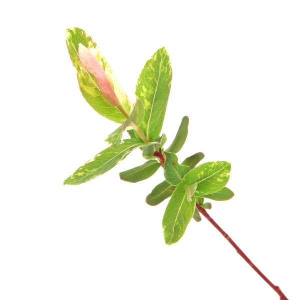 _gardening　ガーデニング　山野草　植物　植物生体　ガーデニング生体　育て方　育成方法　栽培方法　ヤナギ　柳　盆栽　ヤナギ科　ヤナギ属　落葉高木　落葉樹　イヌコリヤナギ　斑入り　バリエガータ　AISHI　ｙ25m04　2025042...