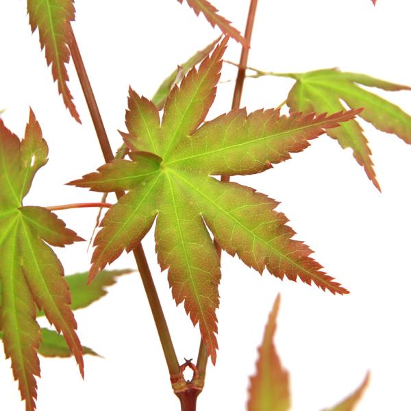 kotenplant　_gardening　観葉植物　苗　鉢植え　ポット　ガーデニング生体　育て方　育成方法　栽培方法　管理方法　植物　植物生体　植木　種類　剪定　園芸　山野草　モミジ　紅葉　椛　イロハモミジ　色葉もみじ　苗木　カエデ　楓　...