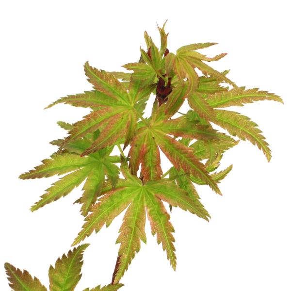 kotenplant　_gardening　観葉植物　苗　鉢植え　ポット　ガーデニング生体　育て方　育成方法　栽培方法　管理方法　植物　植物生体　植木　種類　剪定　園芸　山野草　モミジ　紅葉　椛　イロハモミジ　色葉もみじ　苗木　カエデ　楓　...