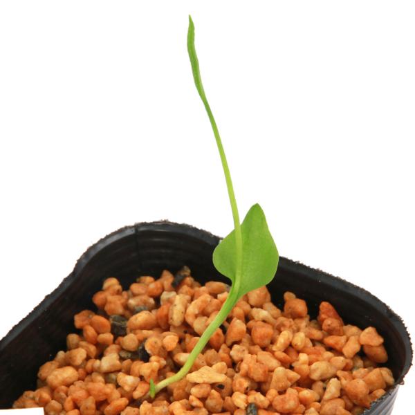 ガーデニング　山野草　観葉植物　ガーデニング　ビバリウム　アクアテラリウム　パルダリウム　水草　着生シダ　植物　植物生体　ガーデニング生体　ビバリウム　アクアテラリウム　パルダリウム　育て方　育成方法　栽培方法　しだ　羊歯　　Ophiogl...