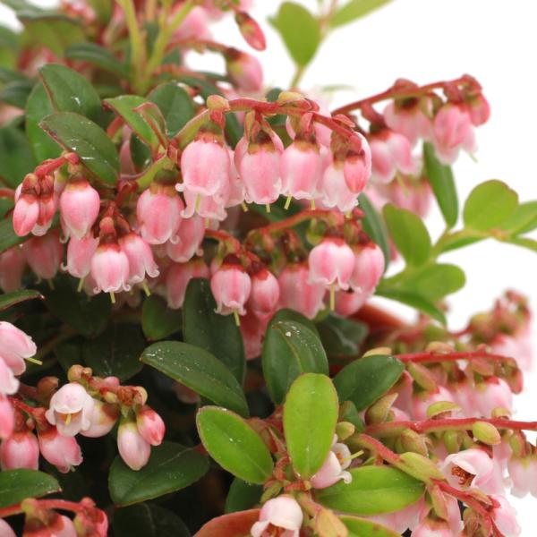 山野草）盆栽 西別コケモモ 3．5号（1ポット） 家庭菜園（休眠状態