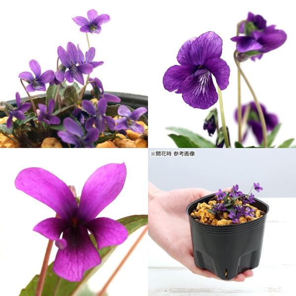 _gardening　ガーデニング　山野草　姫菫　ヴィオラ　Ｖｉｏｌａ　ｃｏｎｆｕｓａ　ｓｓｐ．ｎａｇａｓａｋｉｅｎｓｉｓ　観葉　すみれ　花壇苗　花苗　菫　ＮＫＢ　植物　植物生体　ガーデニング生体　snys_viola　育て方　育成方法　栽...
