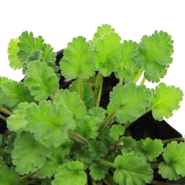 _gardening　ガーデニング　山野草　シソ科　Callicarpa　japonica　花壇苗　苗　植物　植物生体　ガーデニング生体　育て方　育成方法　栽培方法　盆栽　盆栽苗　Ｇｅｒａｎｉｕｍ　フウロソウ科フウロソウ属　ゲラニウム　多年...