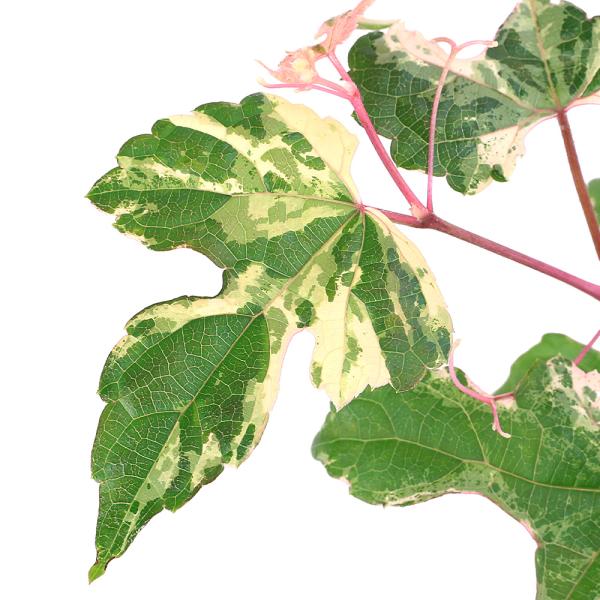 _insect　_gardening　ガーデニング　山野草　庭木　果樹　花木　植物　植物生体　ガーデニング生体　育て方　育成方法　栽培方法　AISHI　ｙ25ｍ06　20250531　2025tuuki