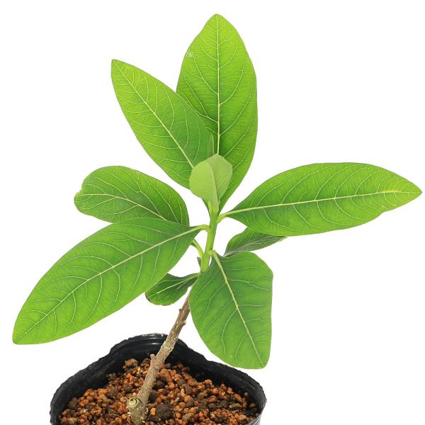 観葉植物　ガーデニング　山野草　ジンチョウゲ　庭木　三叉　育て方　育成方法　栽培方法　ミツマタ　Edgeworthia　chrysantha　ジンチョウゲ科　ミツマタ属　盆栽　和紙　Ｅｄｇｅｗｏｒｔｈｉａ　ｃｈｒｙｓａｎｔｈａ　’Ｒｕｂｒａ...