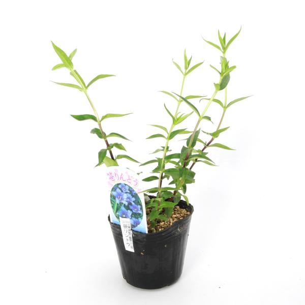 ガーデニング　花　山野草　苗　リンドウ　りんどう　竜胆　敬老の日　育て方　育成方法　栽培方法　（観葉植物）　AISHI　ｙ25ｍ06　2025tuuki　20250601　ササリンドウ　Ｇｅｎｔｉａｎａ　ｓｃａｂｒａ　ｖａｒ．ｂｕｅｒｇｅｒｉ