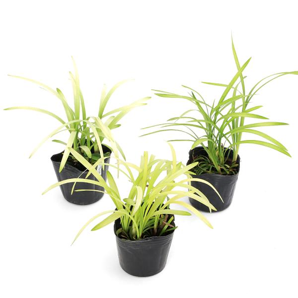 観葉植物　_kame　_hachu　_gardening　ガーデニング　山野草　苗　ヤブラン　藪蘭　リリオペ　Ｌｉｒｉｏｐｅ　ｍｕｓｃａｒｉ　サマームスカリ　グランドカバー　植物　植物生体　ガーデニング生体　ビバリウム　アクアテラリウム　パ...