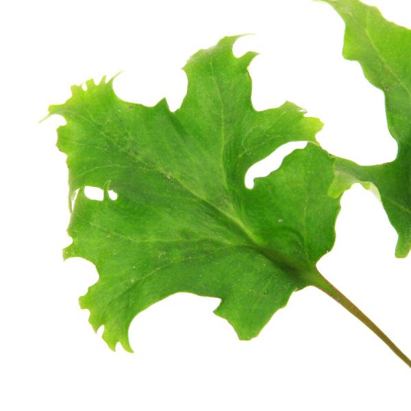 _gardening　観葉植物　園芸　ガーデニング　ビバリウム　テラリウム　パルダリウム　育て方　育成方法　栽培方法　草花盆栽　和盆栽　多年性　多年草　羊歯植物　シダ植物　シダ　ゼンマイ　薇　品種　種類　ウラボシ科　Ａｄｉａｎｔｕｍ　ヒトツ...