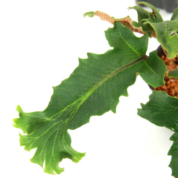 _hachu　_kame　_gardening　ガーデニング　山野草　観葉植物　ビバリウム　アクアテラリウム　パルダリウム　水草　着生シダ　Ｐｙｒｒｏｓｉａ　ｈａｓｔａｔａ　sannyasou_2014　greepla10bai1406　g...