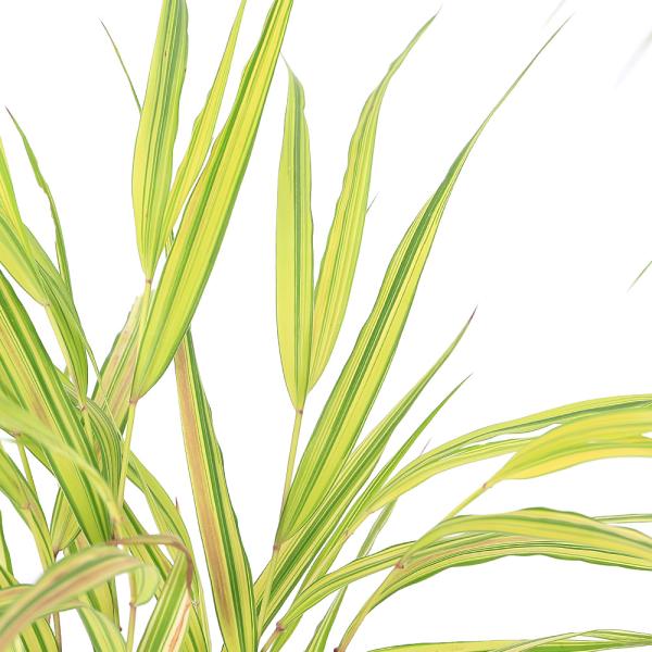 _gardening　ガーデニング　山野草　テラリウム　植物　植物生体　ガーデニング生体　育て方　育成方法　栽培方法　風知草　楓知草　フウチソウ　斑入り　AISHI　y25m07　2025tuuki　20250715　seitaievent...