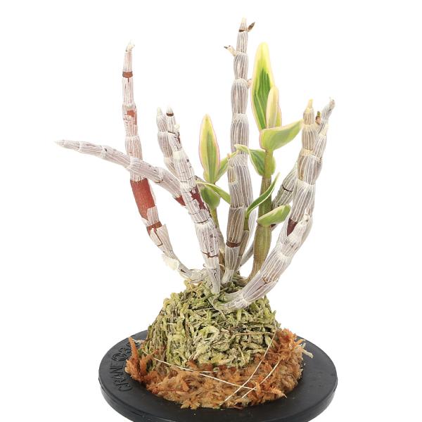 観葉植物　園芸　ガーデニング　ビバリウム　アクアテラリウム　パルダリウム　花　苗　着生ラン　デンドロビューム　デンドロビウム　長生蘭　石斛　チョウセイラン　セッコク　Ｄｅｎｄｒｏｂｉｕｍ　ｍｏｎｉｌｉｆｏｒｍｅ　all_plants　育て方...