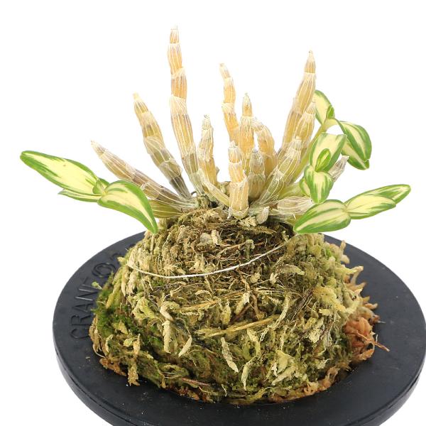 観葉植物　園芸　ガーデニング　ビバリウム　アクアテラリウム　パルダリウム　花　苗　着生ラン　デンドロビューム　デンドロビウム　長生蘭　石斛　チョウセイラン　セッコク　Ｄｅｎｄｒｏｂｉｕｍ　ｍｏｎｉｌｉｆｏｒｍｅ　all_plants　育て方...