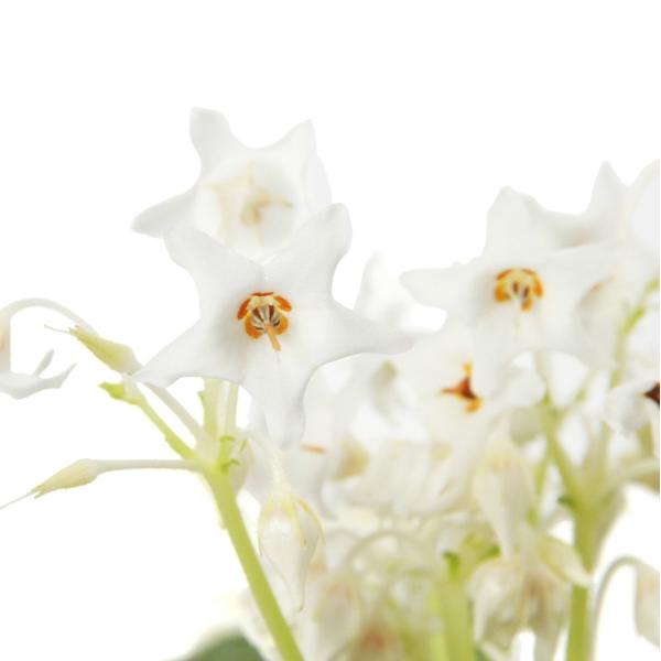 _gardening　ガーデニング　山野草　岩煙草　イワヂシャ　岩萵苣　イワタバコ　Ｃｏｎａｎｄｏｒｏｎ　ｒａｍｏｎｄｉｏｉｄｅｓ　植物　植物生体　ガーデニング生体　ビバリウム　パルダリウム　育て方　育成方法　栽培方法　花　苗　花苗　202...