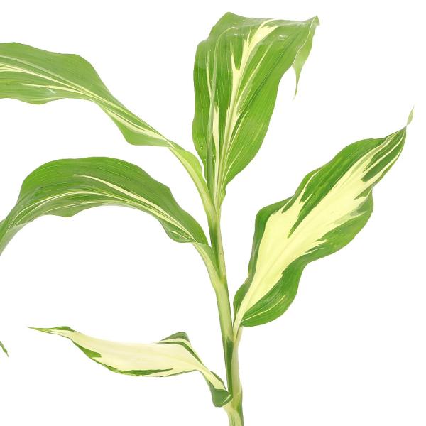 _gardening　ガーデニング　山野草　植物　植物生体　ガーデニング生体　育て方　育成方法　栽培方法　山菜　斑入り　フイリ　ミョウガ　花みょうが　茗荷　家庭菜園　野菜　苗　薬味　香辛野菜　ショウガ科　ショウガ属　Ｚｉｎｇｉｂｅｒ　ｍｉｏ...