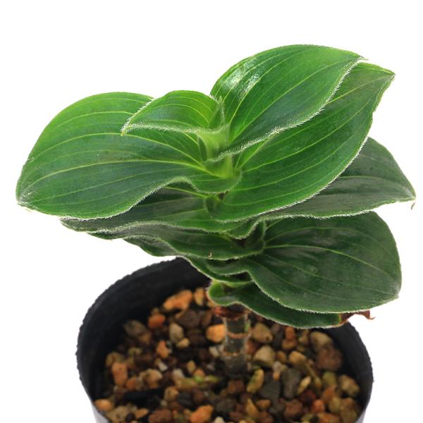 _gardening　ガーデニング　山野草　杜鵑草　バタフライ　ガーデン　植物　植物生体　ガーデニング生体　育て方　育成方法　栽培方法　ルリタテハ　蝶　食草　チャボホトトギス　矮鶏杜鵑草　チャボ葉ホトトギス　矮鶏葉ホトトギス　AISHI　ｙ...