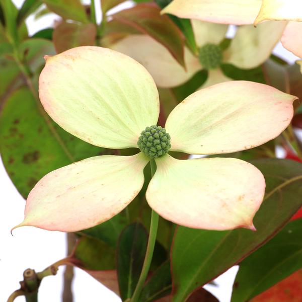 _gardening　ガーデニング　山野草　テラリウム　ミズキ科　山帽子　Ｃｏｒｎｕｓ　ｋｏｕｓａ　植物　植物生体　ガーデニング生体　育て方　育成方法　栽培方法　やまぼうし　y25m11　20251116　AISHI　2025tuuki　w...