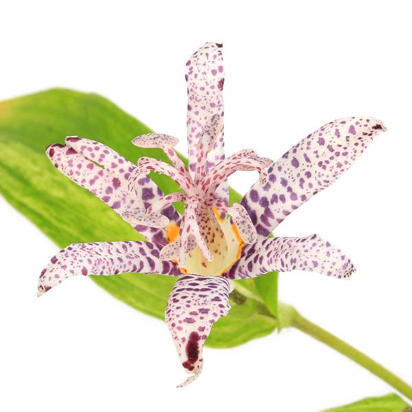 _gardening　ガーデニング　山野草　ほととぎす　Ｔｒｙｃｙｒｔｉｓ　Ｔｏｕｇｅｎ　野草　秋　ほととぎすシリーズ　夏植物　鉢植え　育て方　育成方法　栽培方法　ユリ科　ホトトギス属　花苗　花　ルリタテハ　蝶　食草　AISHI　ｙ25ｍ1...