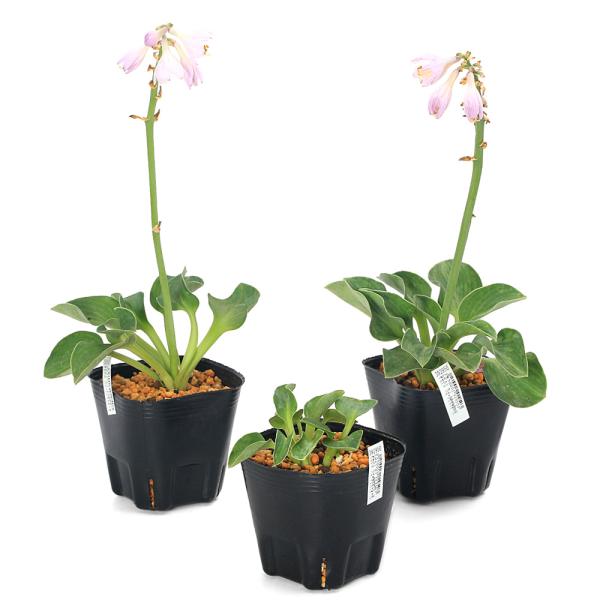 kotenplant　_gardening　ビオトープ　ガーデニング　水辺植物　その他水辺植物　両爬向き植物　山野草　植物生体　ガーデニング生体　育て方　育成方法　栽培方法　ギボウシ　キジカクシ科　ギボウシ属　ホスタ属　ホスタ　コーライ　タ...