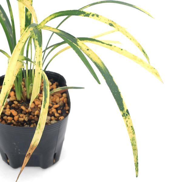 _gardening　ガーデニング　山野草　テラリウム　ビバリウム　アクアテラリウム　盆栽　小型　植物　植物生体　ガーデニング生体　育て方　育成方法　栽培方法　グランドカバー　グラウンドカバー　玉竜　タマリュウ　ヒメリュウ　キジカクシ科　ジ...