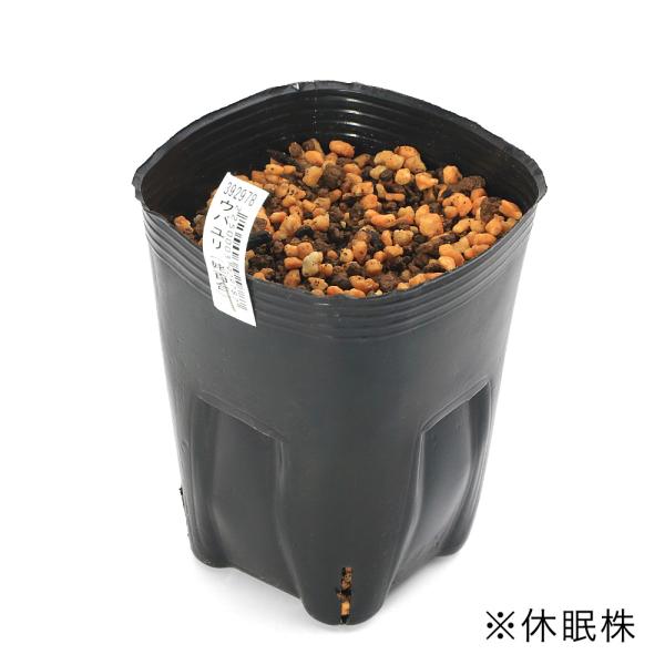 _gardening　ガーデニング　リリー　植物　植物生体　ガーデニング生体　育て方　育成方法　栽培方法　ユリ　山野草　百合　Usefulplants_管理用　AISHI　ｙ25ｍ11　2025tuuki 20251102　ドライフラワー　...