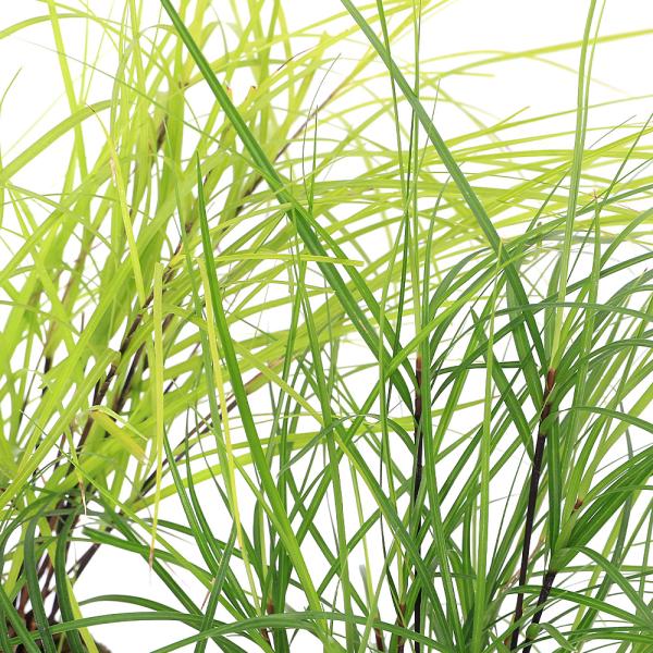 _gardening　ガーデニング　山野草　Ｃａｒｅｘ　phyllocephala　植物　植物生体　ガーデニング生体　育て方　育成方法　栽培方法　テンジクスゲ　天竺すげ　天竺菅　椰子菅　ヤシスゲ　Chinese　palm　sedge　クロジ...