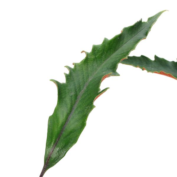 _gardening　ガーデニング　山野草　観葉植物　ビバリウム　アクアテラリウム　パルダリウム　水草　着生シダ　植物　植物生体　ガーデニング生体　育て方　育成方法　栽培方法　opa2_delete　しだ　羊歯　ヒトツバ　一つ葉　Pyrro...