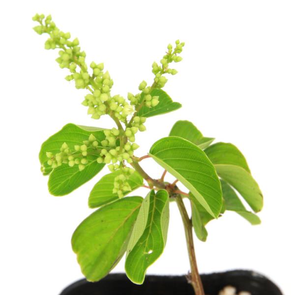 _gardening　ガーデニング　山野草　植物　植物生体　ガーデニング生体　育て方　育成方法　栽培方法　ヤナギ　柳　盆栽　クロウメモドキ科　クマヤナギ属　落葉低木　つる性　落葉樹　Berchemia racemosa　クロガネカズラ　クマ...