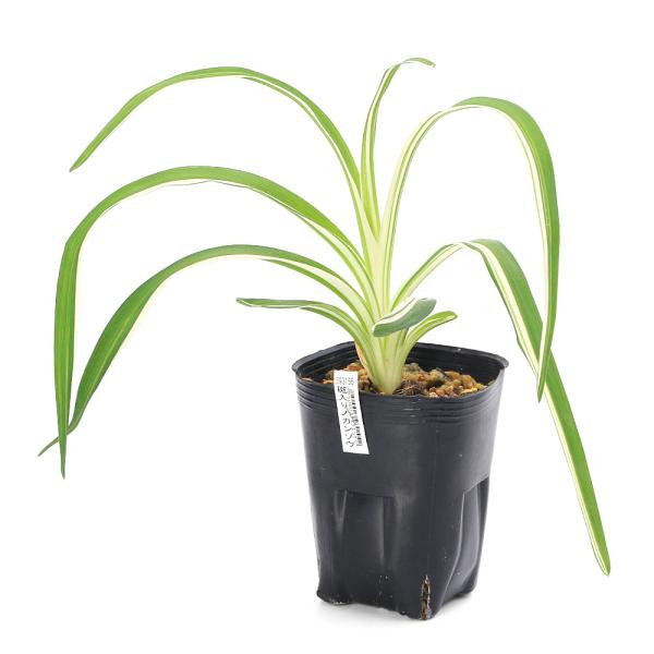 ビオトープ　ガーデニング　水辺植物　その他水辺植物　ワスレグサ　キスゲ　ヘメロカリス　ベニカンゾウ　野萱草　金針菜　all_plants　Ｈｅｍｅｒｏｃａｌｌｉｓ　ｆｕｌｖａ　ｖａｒ．　ｌｏｎｇｉｔｕｂａ　ノカンゾウ　観葉　山野草　植物　植...