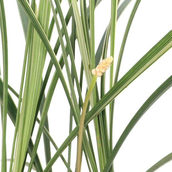 _gardening　ガーデニング　山野草　植物　植物生体　ガーデニング生体　育て方　育成方法　栽培方法　盆栽　ヤブラン　ジャノヒゲ　リリオペ　ノシラン　カラーリーフ　グランドカバー　　AISHI　ｙ25ｍ09　2025tuuki　2025...