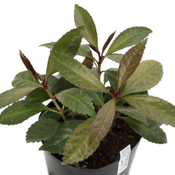 _gardening　ガーデニング　山野草　植物　植物生体　ガーデニング生体　育て方　育成方法　栽培方法　盆栽　AISHI　20251004　2025tuuki　センリョウ　カラス葉センリョウ　烏葉センリョウ　烏葉千両　カラス葉千両　カラス...