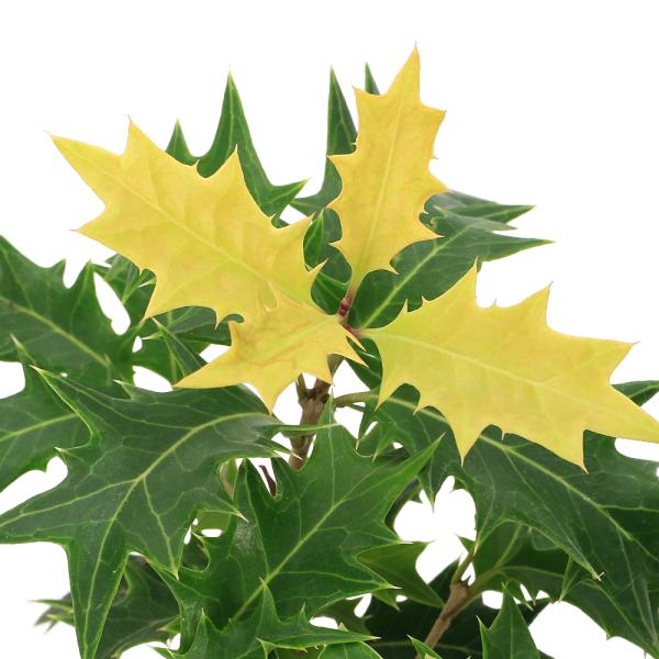 _gardening　ガーデニング　山野草　植物　植物生体　ガーデニング生体　育て方　育成方法　栽培方法　盆栽　パープレウス　黄金葉　Osmanthus　heterophyllus　Purpureus　ヒメヒイラギ　柊　アマミヒラギ　姫ヒイ...