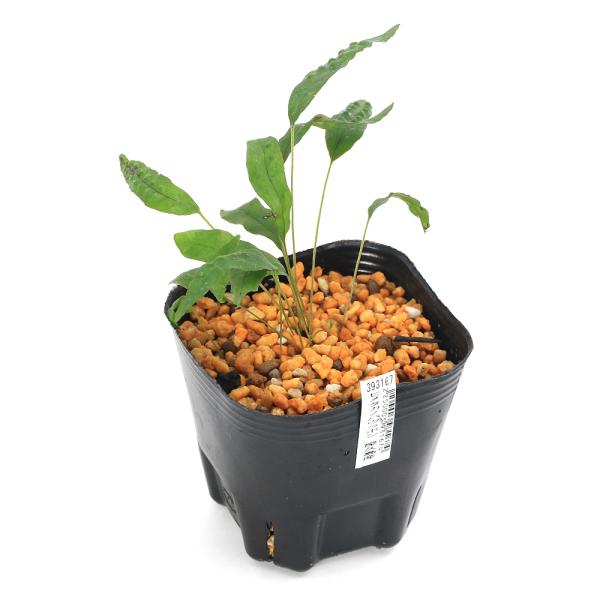 山野草）シダ（羊歯）ヒメタカノハウラボシ 屋久島産（姫鷹ノ羽裏星