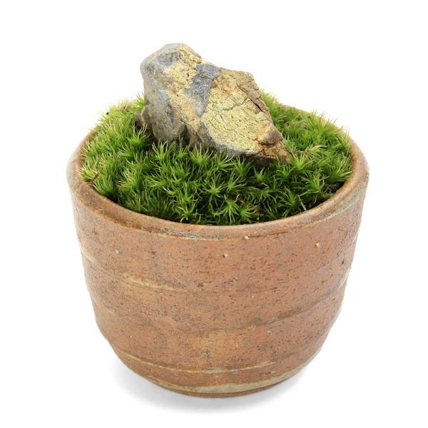 盆栽）苔盆栽 風山石 穴有益子焼植木鉢（還元）（1鉢） : チャーム