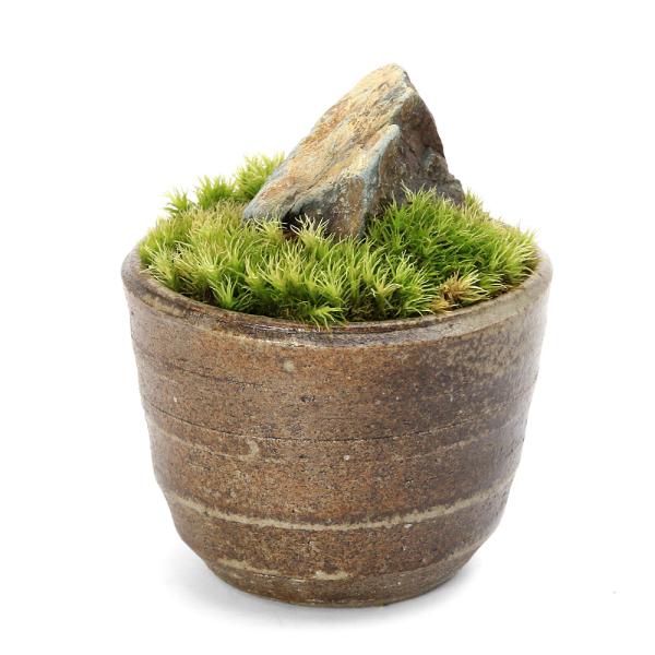 _gardening　コケ　苔　観葉植物　園芸　ガーデニング　植物　植物生体　ガーデニング生体　育て方　育成方法　栽培方法　盆栽　ボンサイ　コケボンサイ　苔盆栽　小菖蒲　コアヤメ　鉢植え　益子焼鉢　20250905　ｙ25ｍ10　TFuji...