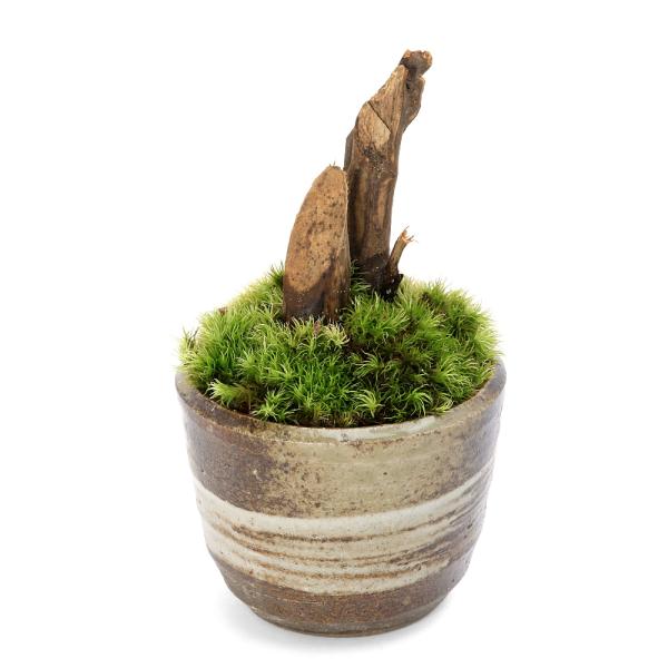 _gardening　コケ　苔　観葉植物　園芸　ガーデニング　植物　植物生体　ガーデニング生体　育て方　育成方法　栽培方法　盆栽　ボンサイ　コケボンサイ　苔盆栽　小菖蒲　コアヤメ　鉢植え　益子焼鉢　20250905　ｙ25ｍ10　TFuji...