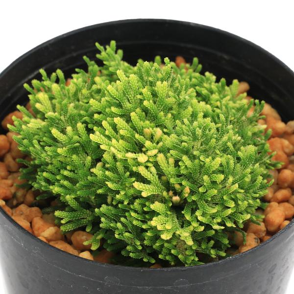 kotenplant　_gardening　観葉植物　園芸　ガーデニング　ビバリウム　テラリウム　パルダリウム　育て方　育成方法　栽培方法　草花盆栽　和盆栽　多年性　多年草　羊歯植物　シダ植物　シダ　品種　種類　イワヒバ科　Ｓｅｌａｇｉｎｅ...