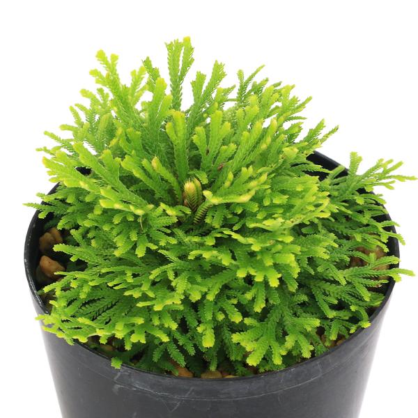 kotenplant　_gardening　観葉植物　園芸　ガーデニング　ビバリウム　テラリウム　パルダリウム　育て方　育成方法　栽培方法　草花盆栽　和盆栽　多年性　多年草　羊歯植物　シダ植物　シダ　品種　種類　イワヒバ科　Ｓｅｌａｇｉｎｅ...