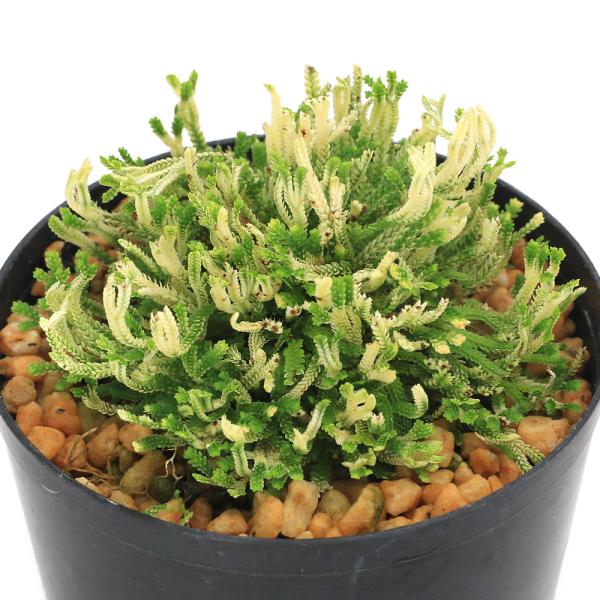 kotenplant　_gardening　観葉植物　園芸　ガーデニング　ビバリウム　テラリウム　パルダリウム　育て方　育成方法　栽培方法　草花盆栽　和盆栽　多年性　多年草　羊歯植物　シダ植物　シダ　品種　種類　イワヒバ科　Ｓｅｌａｇｉｎｅ...