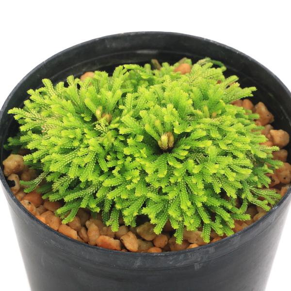 kotenplant　_gardening　観葉植物　園芸　ガーデニング　ビバリウム　テラリウム　パルダリウム　育て方　育成方法　栽培方法　草花盆栽　和盆栽　多年性　多年草　羊歯植物　シダ植物　シダ　品種　種類　イワヒバ科　Ｓｅｌａｇｉｎｅ...
