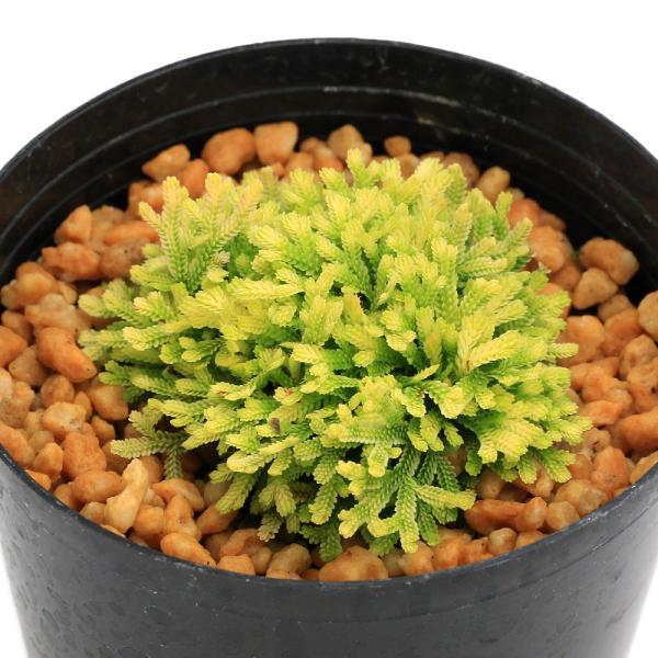 kotenplant　_gardening　観葉植物　園芸　ガーデニング　ビバリウム　テラリウム　パルダリウム　育て方　育成方法　栽培方法　草花盆栽　和盆栽　多年性　多年草　羊歯植物　シダ植物　シダ　品種　種類　イワヒバ科　Ｓｅｌａｇｉｎｅ...