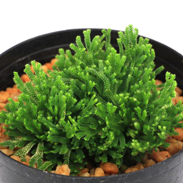 kotenplant　_gardening　観葉植物　園芸　ガーデニング　ビバリウム　テラリウム　パルダリウム　育て方　育成方法　栽培方法　草花盆栽　和盆栽　多年性　多年草　羊歯植物　シダ植物　シダ　品種　種類　イワヒバ科　Ｓｅｌａｇｉｎｅ...