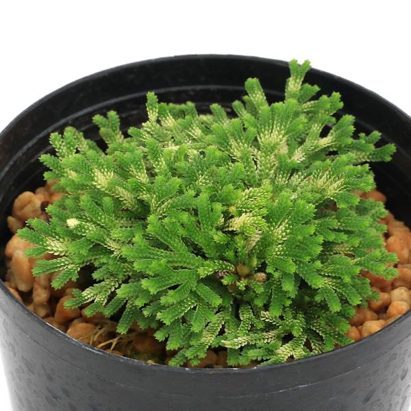 kotenplant　_gardening　観葉植物　園芸　ガーデニング　ビバリウム　テラリウム　パルダリウム　育て方　育成方法　栽培方法　草花盆栽　和盆栽　多年性　多年草　羊歯植物　シダ植物　シダ　品種　種類　イワヒバ科　Ｓｅｌａｇｉｎｅ...