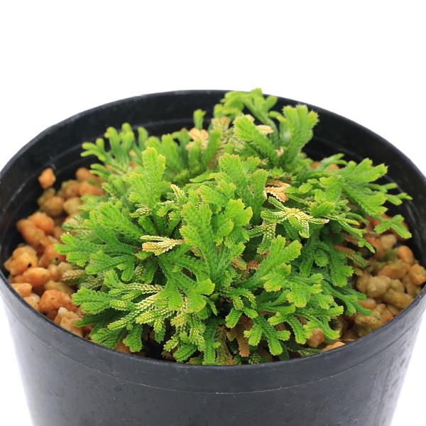 kotenplant　_gardening　観葉植物　園芸　ガーデニング　ビバリウム　テラリウム　パルダリウム　育て方　育成方法　栽培方法　草花盆栽　和盆栽　多年性　多年草　羊歯植物　シダ植物　シダ　品種　種類　イワヒバ科　Ｓｅｌａｇｉｎｅ...