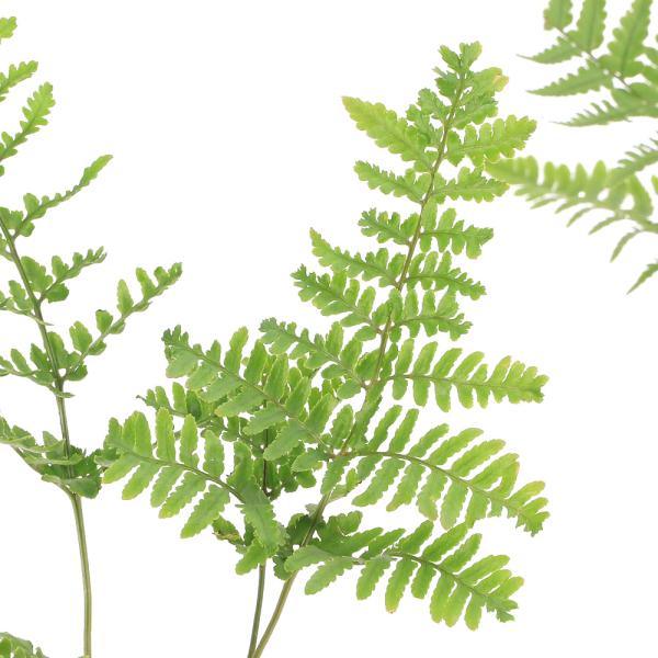 _hachu　ガーデニング　山野草　観葉植物　ビバリウム　アクアテラリウム　パルダリウム　_gardening　植物　植物生体　ガーデニング生体　育て方　育成方法　栽培方法　しだ　羊歯　レイアウト　ＡＩＳＨＩ　ｙ25ｍ10　20251010...