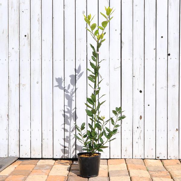 ハーブ　苗　herbpot_series　観葉植物　ベイリーフ　ローリエ　ローレル　laurier　ゲッケイジュ　月桂樹　香辛料　ロリエ　bay　leaf　leaves　Laurus　nobilis　ガーデニング　_gardening　鉢植...