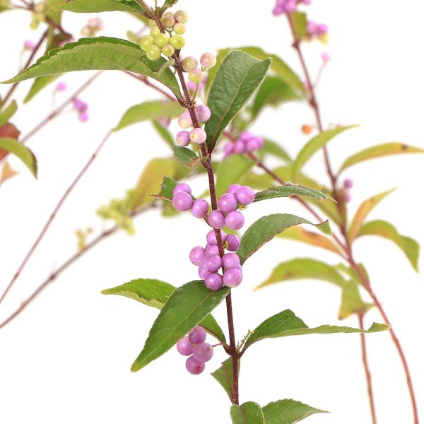 _gardening　ガーデニング　山野草　シソ科　Callicarpa　japonica　花壇苗　苗　ムラサキシキブ　紫式部　植物　植物生体　ガーデニング生体　育て方　育成方法　栽培方法　ムラサキシキブ属　お正月　縁起　縁起木　盆栽　盆栽...