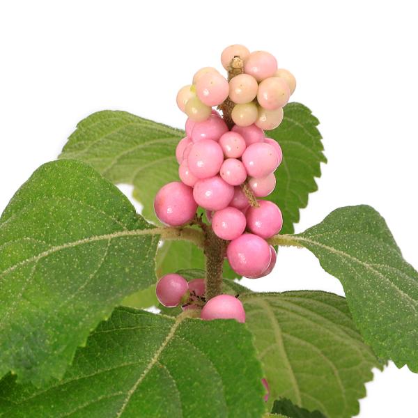 _gardening　ガーデニング　山野草　シソ科　Callicarpa　花壇苗　苗　ムラサキシキブ　紫式部　植物　植物生体　ガーデニング生体　育て方　育成方法　栽培方法　ムラサキシキブ属　お正月　縁起　縁起木　盆栽　盆栽苗　AISHI　ｙ...