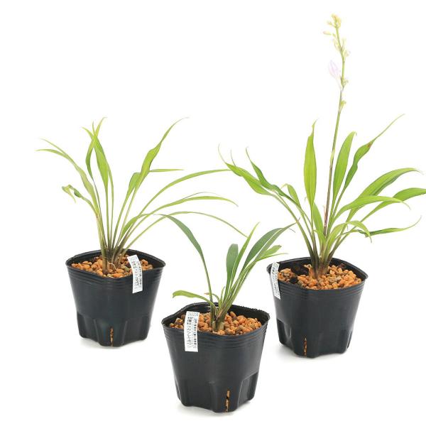 kotenplant　_gardening　ビオトープ　ガーデニング　水辺植物　山野草　Ｈｏｓｔａ　ホスタ　　植物　植物生体　ガーデニング生体　育て方　育成方法　栽培方法　kotengiboushi　AISHI　ｙ25ｍ11　2025tuu...